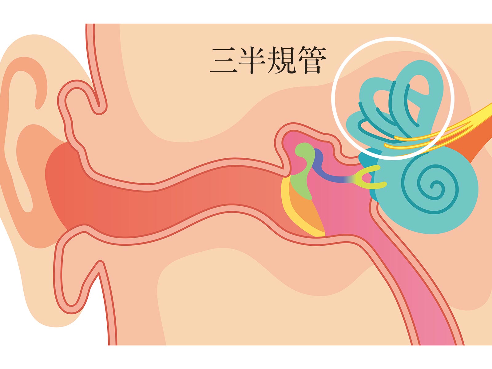 めまいの原因の多くは“耳”にある