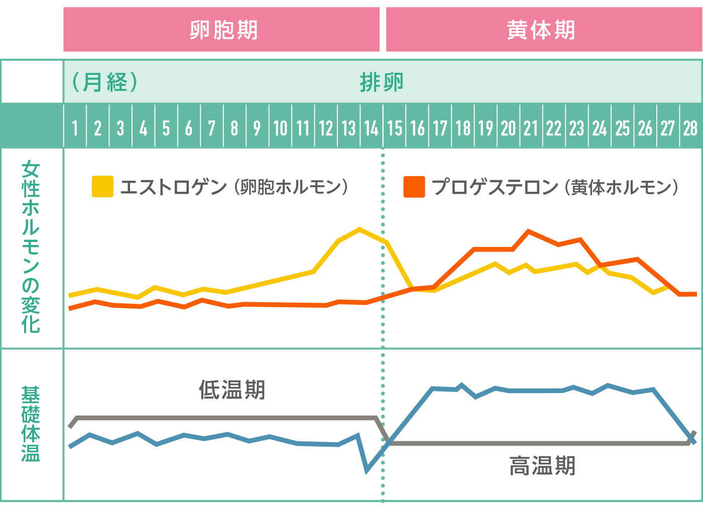 女性のカラダのしくみと女性ホルモン