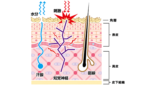 皮膚