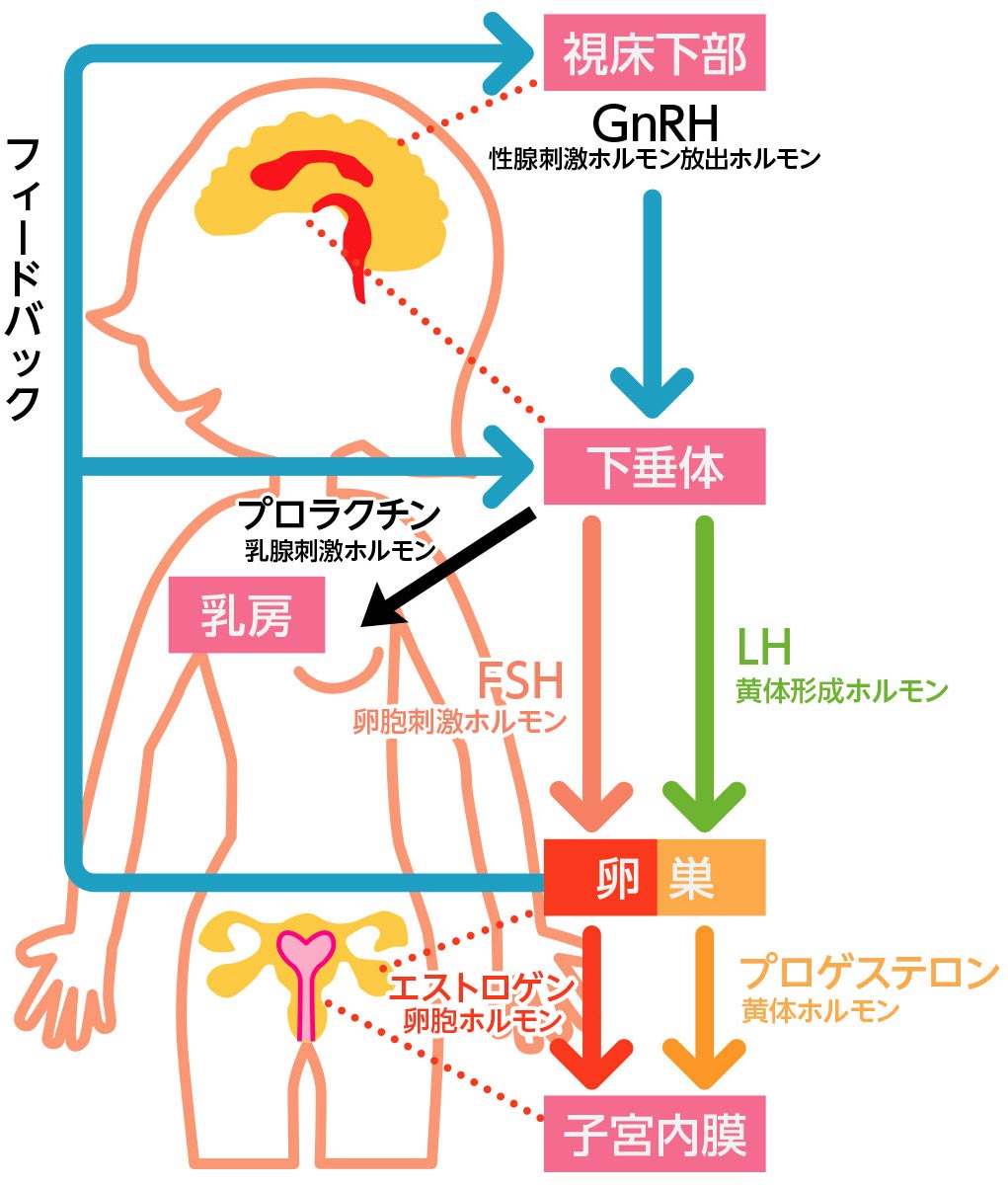 女性ホルモンの流れ